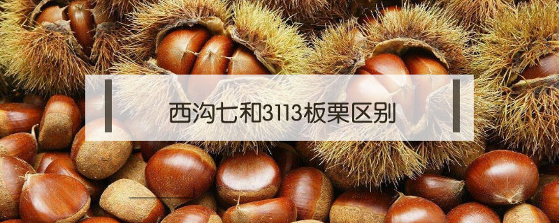 西溝七和3113板栗區別