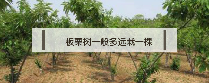 板栗樹一般多遠栽一棵