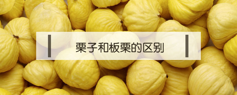 栗子和板栗的區(qū)別