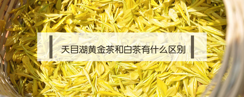 天目湖黃金茶和白茶有什么區別