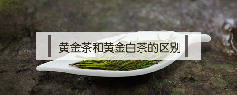 黃金茶和黃金白茶的區(qū)別