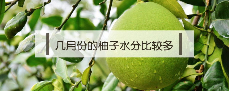 幾月份的柚子水分比較多