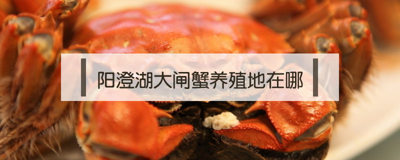陽澄湖大閘蟹養殖地在哪