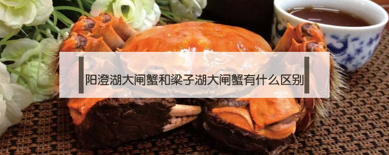 陽澄湖大閘蟹和梁子湖大閘蟹有什么區別