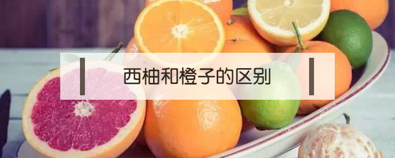 西柚和橙子的區(qū)別