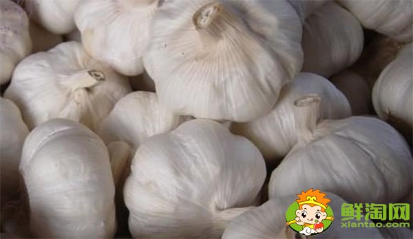 金鄉(xiāng)大蒜最新價(jià)格,一九年下半年大蒜行情