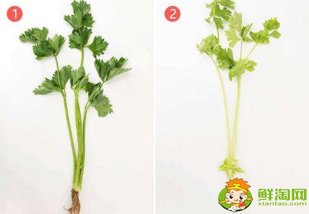 芹菜怎么處理比較脆，芹菜怎么處理沒有筋