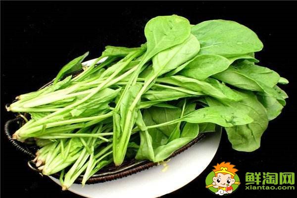 菠菜吃葉子還是莖，菠菜的營養(yǎng)都在根上嗎