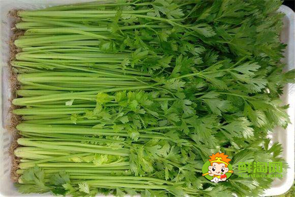 7種蔬菜更適合生吃，蔬菜生吃更有營養，廚房懶人必備