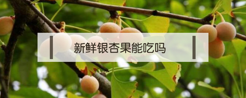 新鮮銀杏果能吃嗎