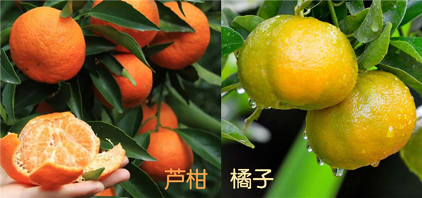 蘆柑是什么樣子的圖片，蘆柑是什么，蘆柑和橘子的區別