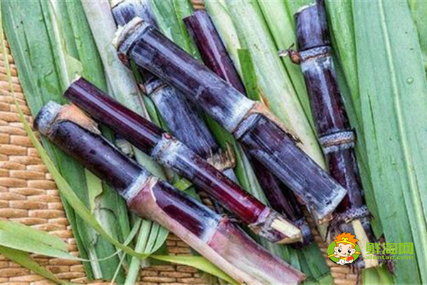 甘蔗與什么一起煲湯好,甘蔗和羊肉煲湯可以滋補(bǔ)暖身