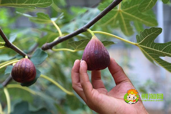 無花果在哪里生長，無花果生長與熱帶和溫帶地區
