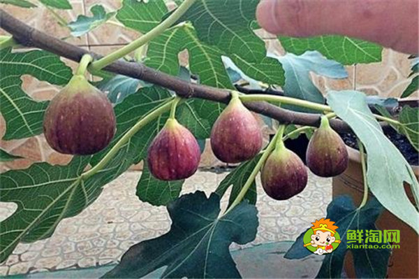 無花果在哪里生長,無花果生長與熱帶和溫帶地區
