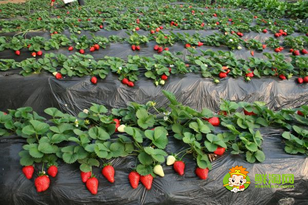 反季節(jié)草莓是催熟的嗎,冬天的草莓是不是反季節(jié)水果