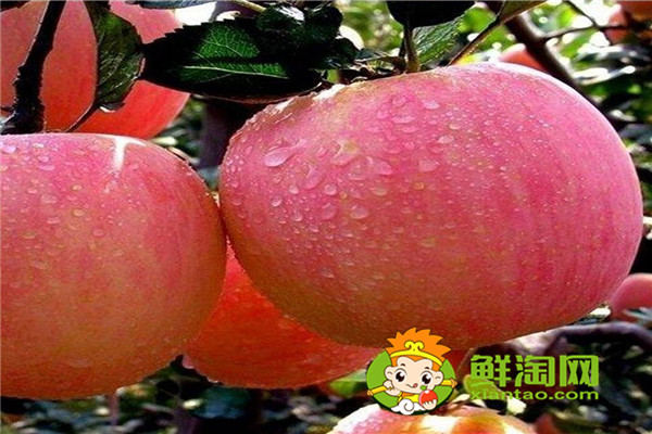 新紅星蘋果幾月成熟，紅星蘋果和紅富士蘋果哪個(gè)好