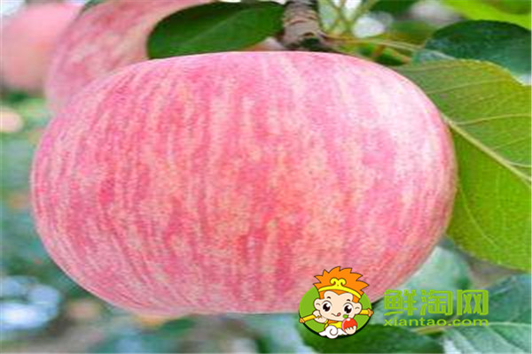 蘋(píng)果皮敷臉有什么好處,蘋(píng)果可以蒸熟吃嗎
