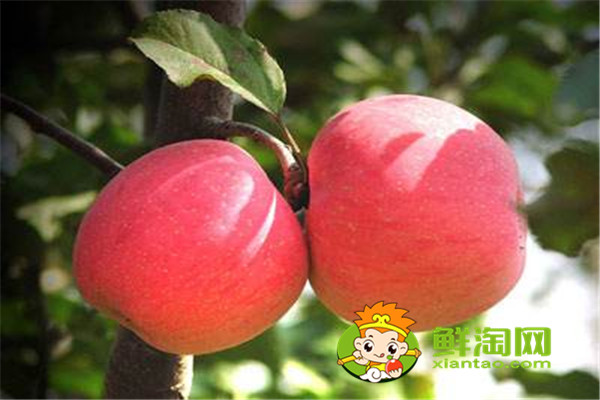 蘋(píng)果皮敷臉有什么好處，蘋(píng)果可以蒸熟吃嗎