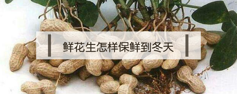鮮花生怎樣保鮮到冬天