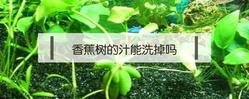 香蕉樹的汁能洗掉嗎