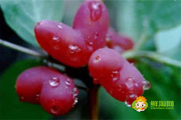 杈杷果什么時候成熟，杈把果的功效與作用