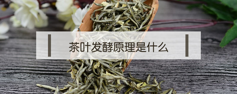 茶葉發(fā)酵原理是什么