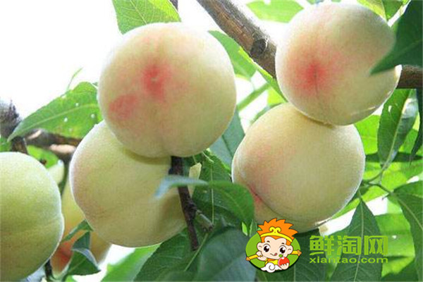 冬桃是哪里的特產，桃子應該怎么保存