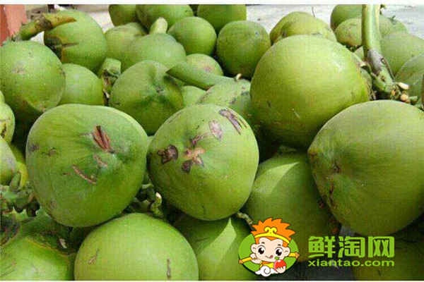 椰漿跟椰汁有什么不同,椰子什么時候成熟