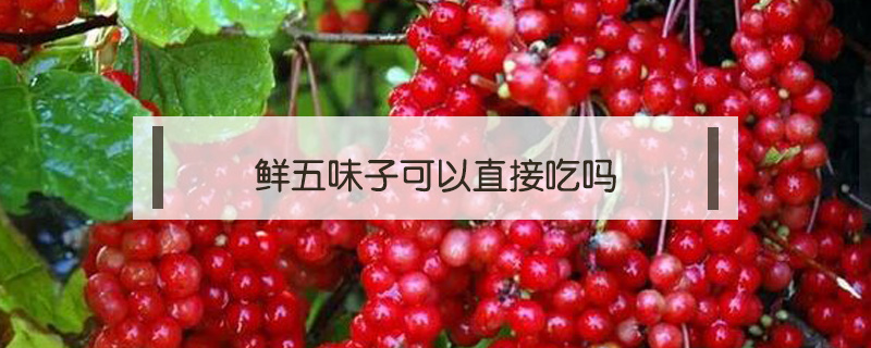 鮮五味子可以直接吃嗎