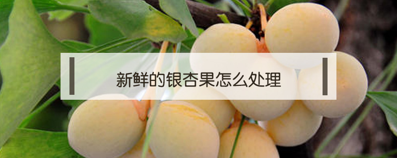 新鮮的銀杏果怎么處理