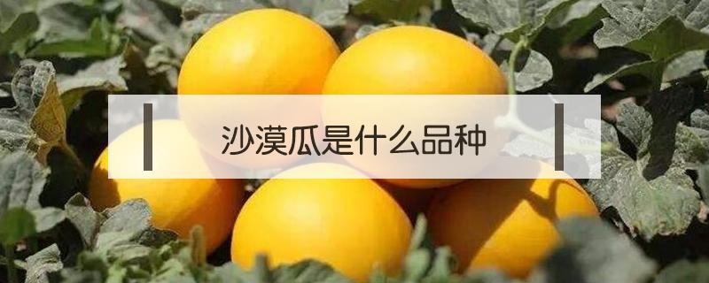 沙漠瓜是什么品種