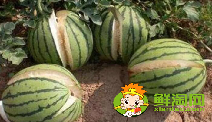 沙漠瓜是什么品種