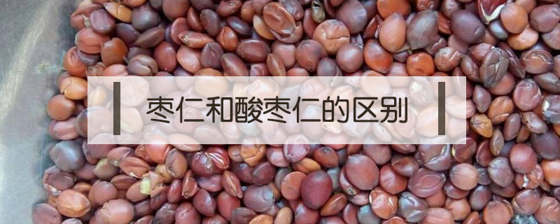 棗仁和酸棗仁的區(qū)別