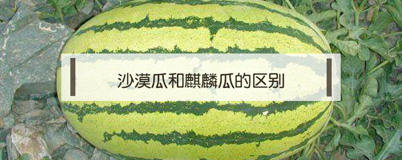 沙漠瓜和麒麟瓜的區(qū)別