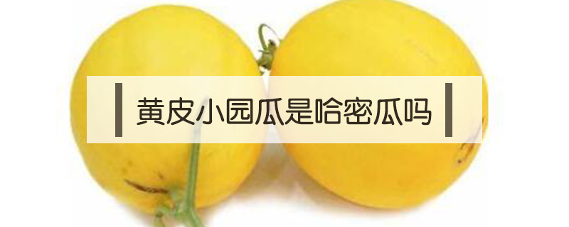 黃皮小園瓜是哈密瓜嗎