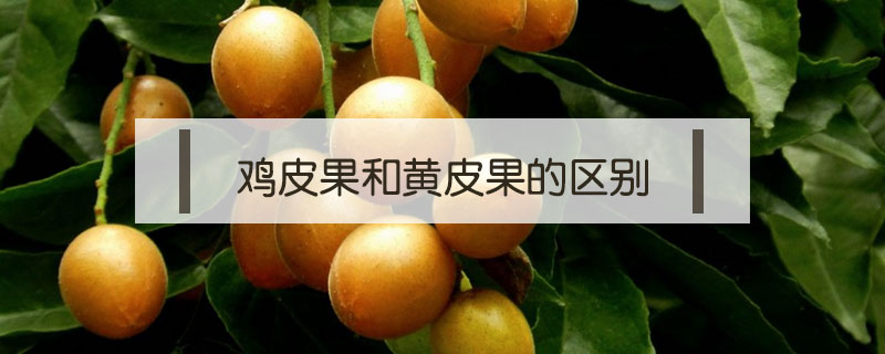 雞皮果和黃皮果的區別