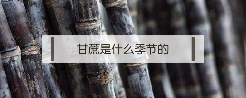 甘蔗是什么季節(jié)的