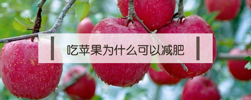 吃蘋果為什么可以減肥