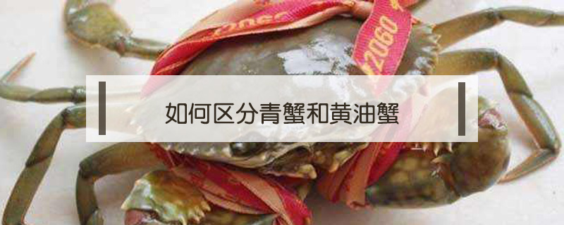 如何區分青蟹和黃油蟹