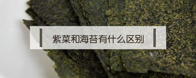紫菜和海苔有什么區別