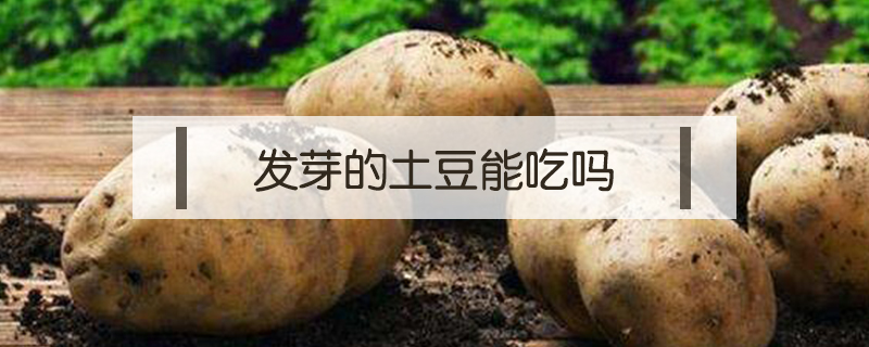 發(fā)芽的土豆能吃嗎