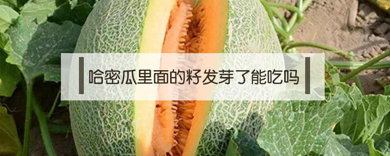 哈密瓜里面的籽發芽了能吃嗎