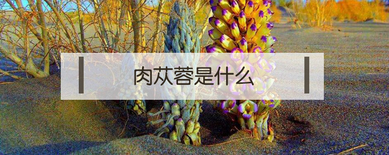 肉蓯蓉是什么