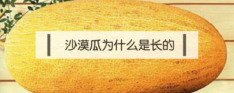 沙漠瓜為什么是長的