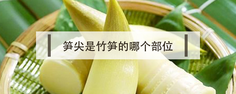 筍尖是竹筍的哪個(gè)部位