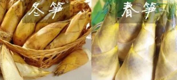 春筍和冬筍什么時候有