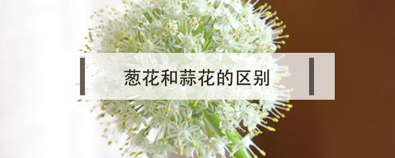 蔥花和蒜花的區別