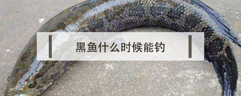 黑魚什么時(shí)候能釣