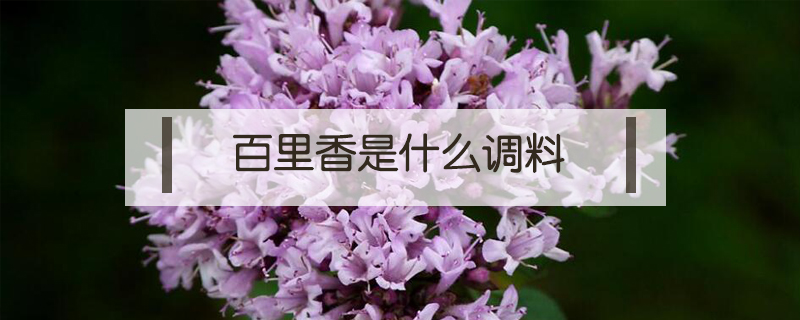 百里香是什么調(diào)料