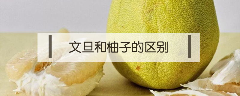 文旦和柚子的區別